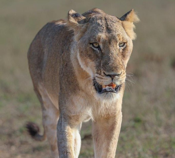 Female Msuthlu Pride lioness resting, exuding calm strength and contentment in her natural surroundings. Female Msuthlu Pride lioness resting, exuding calm strength and contentment in her natural surroundings.