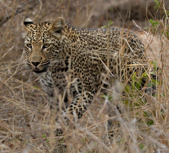 Kurhula, one of Ntsumi’s daughters, walking gracefully through tall grass, blending with her environment. Kurhula, one of Ntsumi’s daughters, walking gracefully through tall grass, blending with her environment.
