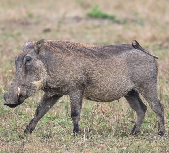 These animals are known as the ‘bushveld antenna’ by many because of their tails going straight up when they are running in a single file. These animals are known as the ‘bushveld antenna’ by many because of their tails going straight up when they are running in a single file.