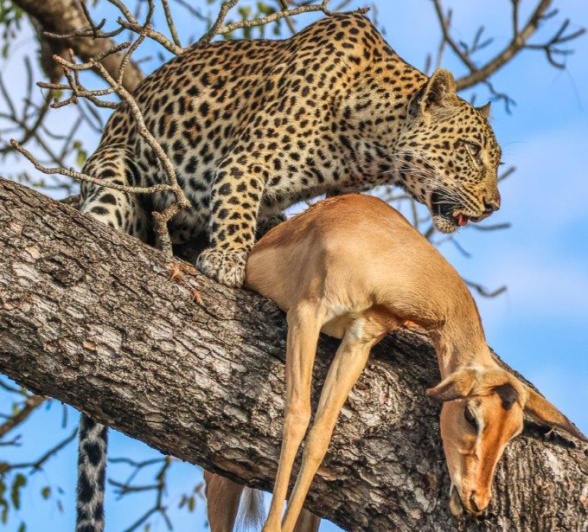 Tengile dragged successful kill up in tree Tengile dragged successful kill up in tree