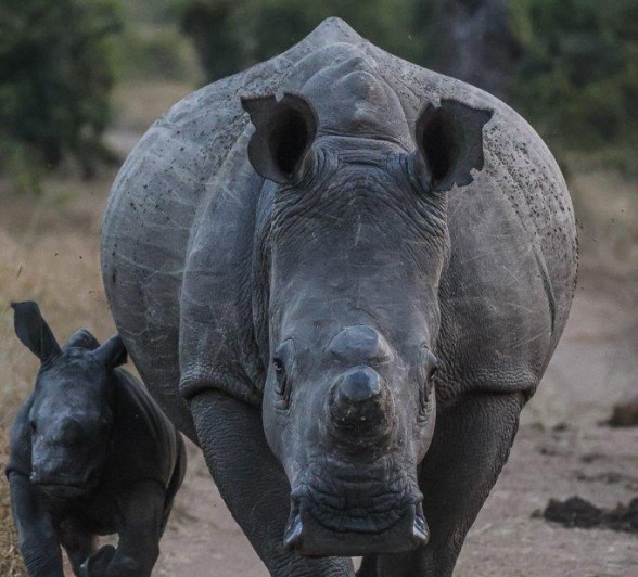 Rhino mother and calf marching down the road Rhino mother and calf marching down the road