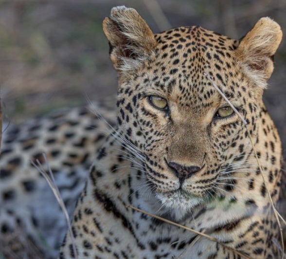 Close-up of leopard Ntsumi resting on the ground, exuding calmness and stealth. Close-up of leopard Ntsumi resting on the ground, exuding calmness and stealth.