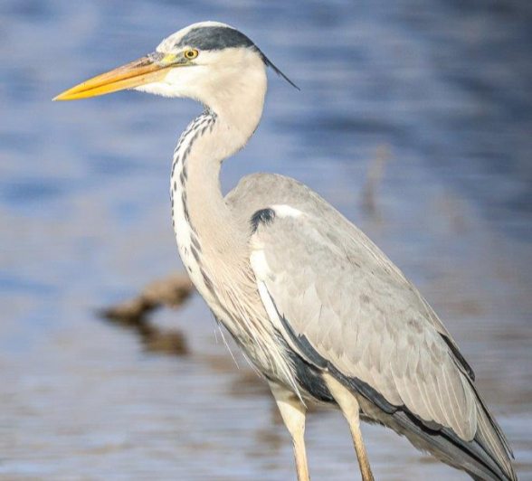 A Grey Heron looking for food at a waterhole. A Grey Heron looking for food at a waterhole.