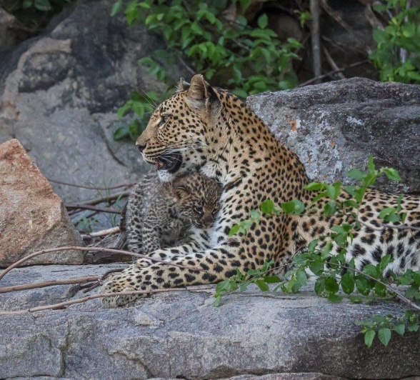 Sabi Sabi Ruan Mey Golonyi And Cub Bonding Sabi Sabi Ruan Mey Golonyi And Cub Bonding