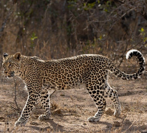 Kurhula in an open field, confidently navigating her territory with poise and alertness. Kurhula in an open field, confidently navigating her territory with poise and alertness.
