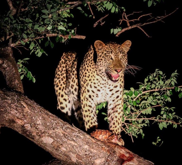 Nkuwa defends his kill from the treetops.  Nkuwa defends his kill from the treetops.