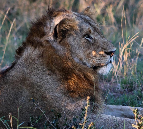 Kambula Male Lion Ruan Mey Kambula Male Lion Ruan Mey