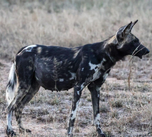 Wild dogs are some of the most successful hunters in the bush. With a success rate of about 90%, they prefer habitats like woodlands and broken woodland areas. Wild dogs are some of the most successful hunters in the bush. With a success rate of about 90%, they prefer habitats like woodlands and broken woodland areas.