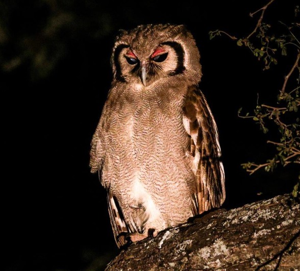 Verreaux Eagle Owl Perched Ruan Mey Verreaux Eagle Owl Perched Ruan Mey