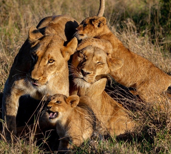 Cubs from the Southern Pride jump and play on other members of the pride. Cubs from the Southern Pride jump and play on other members of the pride.