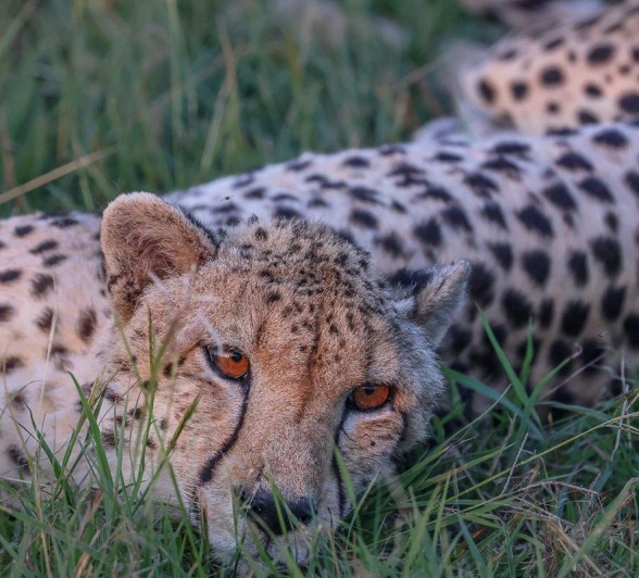 A cheeath reclines in the grass.  A cheeath reclines in the grass.
