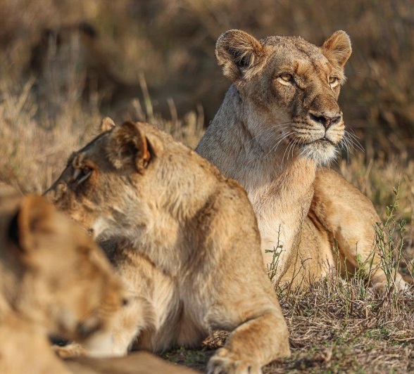 Southern Pride lions relaxing in the open, soaking in the sun. Southern Pride lions relaxing in the open, soaking in the sun.