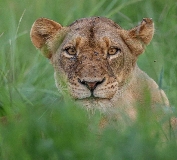 Sabi Sabi Ruan Mey Southern Pride Member In Grass Sabi Sabi Ruan Mey Southern Pride Member In Grass