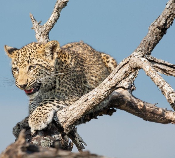One of Ntsumi's cubs sought safety in the fragile branches of a dead tree. One of Ntsumi's cubs sought safety in the fragile branches of a dead tree.