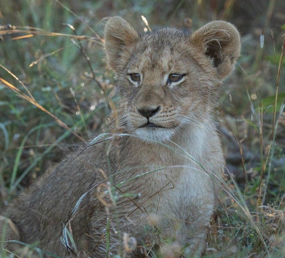 A lion cub from the Southern Pride scans its environment. A lion cub from the Southern Pride scans its environment.