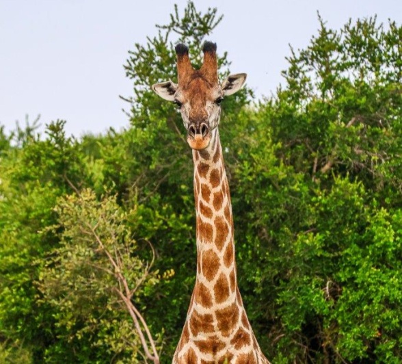 Giraffe browsing for leaves Giraffe browsing for leaves