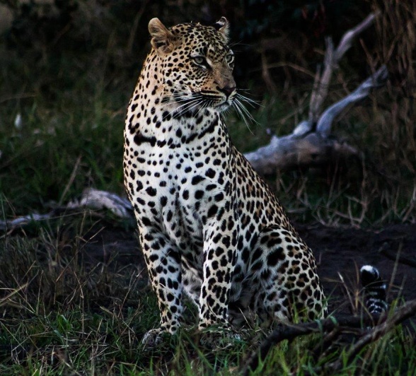 Female leopards can weigh up to 45 kg and males can reach weights of 90 kg. Female leopards can weigh up to 45 kg and males can reach weights of 90 kg.