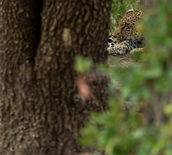 Sabi Sabi Benjamin Loon Nottins Male Leopard Sabi Sabi Benjamin Loon Nottins Male Leopard