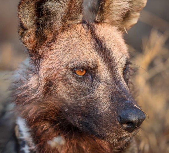 Close-up of two wild dogs feeding on an impala carcass. Close-up of two wild dogs feeding on an impala carcass.