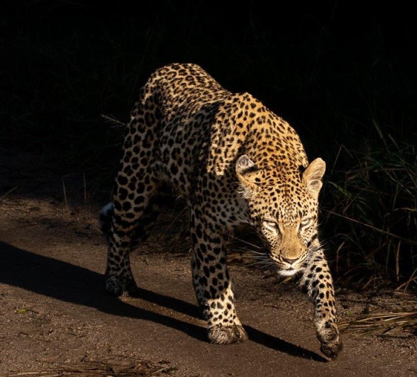 We found Golonyi, a leopard, very close to where the Styx Pride made their kill a few days ago. We found Golonyi, a leopard, very close to where the Styx Pride made their kill a few days ago.