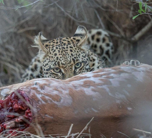 Leopard Mgiba seen resting behind her impala kill, staying vigilant for any scavengers nearby. Leopard Mgiba seen resting behind her impala kill, staying vigilant for any scavengers nearby.
