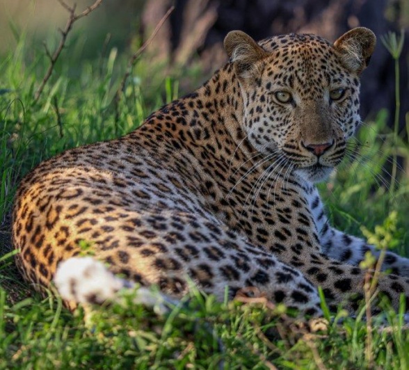 Nkuwa, a new male leopard in the region. Nkuwa, a new male leopard in the region.