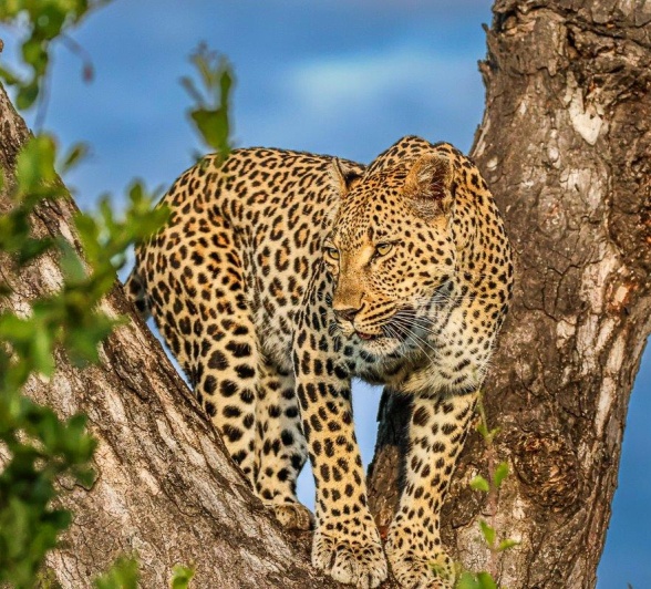 Ntumsi high up tree for great vantage point Ntumsi high up tree for great vantage point