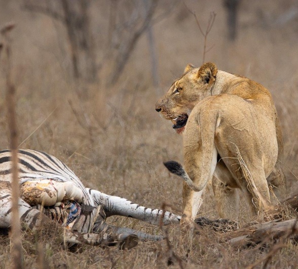 Lioness with zebra kill, gazing into the distance as she awaits her pride. Lioness with zebra kill, gazing into the distance as she awaits her pride.