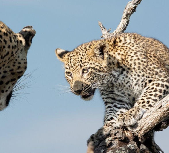 Ntsumi's cub looks at Ntsumi from high up on the dead tree. Ntsumi's cub looks at Ntsumi from high up on the dead tree.