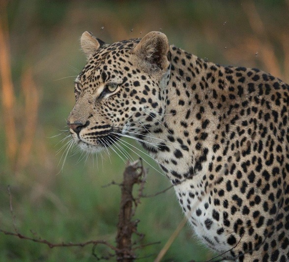 With the evening ahead, Makumu still has opportunities to make a successful kill; only time will tell if he gets lucky. With the evening ahead, Makumu still has opportunities to make a successful kill; only time will tell if he gets lucky.