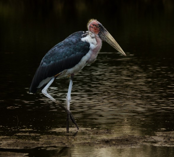 The formidable bird, the Marabou Stork wades through the water. The formidable bird, the Marabou Stork wades through the water.
