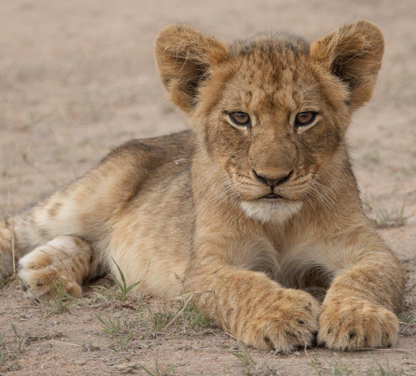Msuthlu Pride cub lying in the grass, keeping close to the pride members in the vicinity. Msuthlu Pride cub lying in the grass, keeping close to the pride members in the vicinity.
