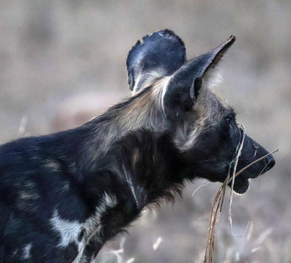 Wild dogs are active during the day to avoid competing with nocturnal predators at night. Wild dogs are active during the day to avoid competing with nocturnal predators at night.