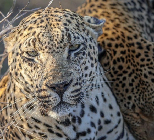 Mating leopards Mawelawela and Ntsumi resting together, captured in a rare moment of intimacy. Mating leopards Mawelawela and Ntsumi resting together, captured in a rare moment of intimacy.