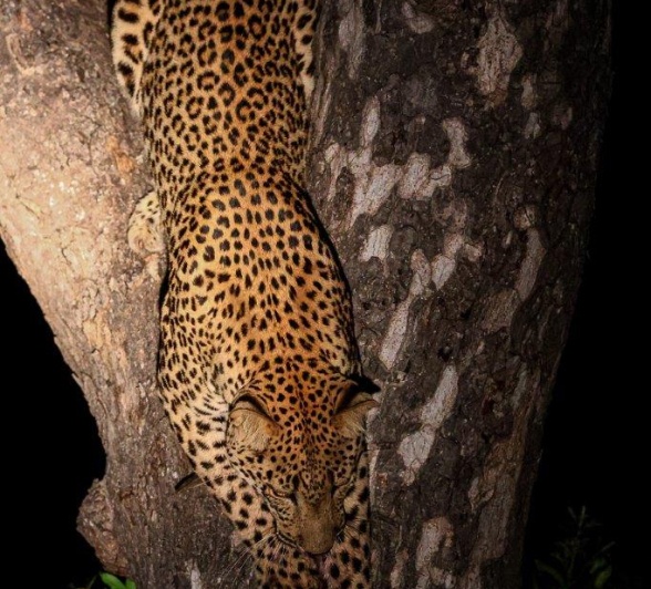 Nkuwa descends from the tree.  Nkuwa descends from the tree.