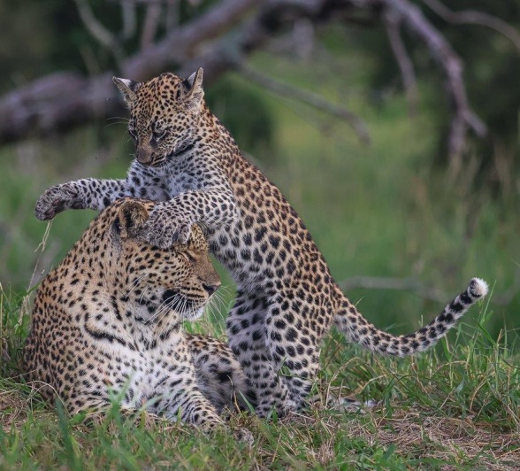 Golonyi and her cub play.  Golonyi and her cub play.