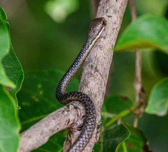 Boomslang slithering up a tree Boomslang slithering up a tree