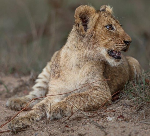 Msuthlu Pride cub glancing over its shoulder, displaying curiosity and vigilance. Msuthlu Pride cub glancing over its shoulder, displaying curiosity and vigilance.