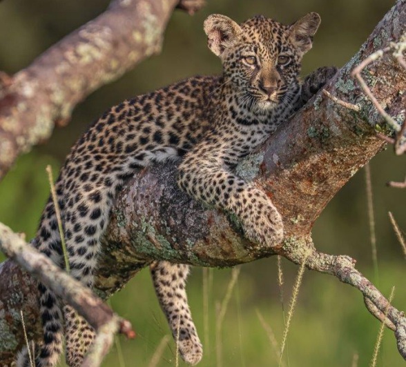 Golonyi's cub hangs in a tree. Golonyi's cub hangs in a tree.