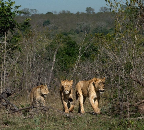 Three large Styx cubs walk through the grass. Three large Styx cubs walk through the grass.