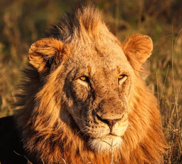 One of the male lions of the Kumbula Breakaway Pride is lit perfectly by the sunlight. One of the male lions of the Kumbula Breakaway Pride is lit perfectly by the sunlight.