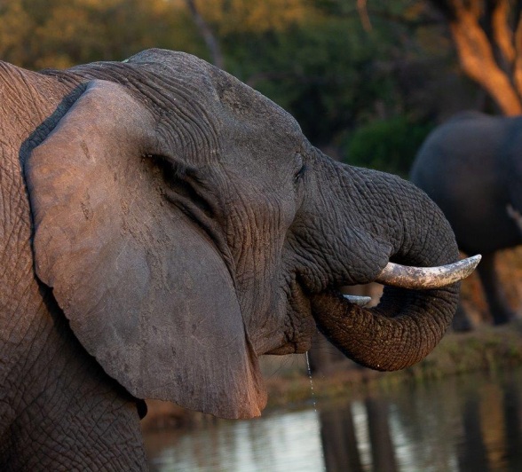Close-up of an elephant. Close-up of an elephant.