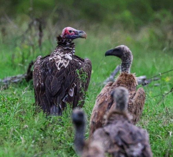 Wake of Vultures gather near carcass Wake of Vultures gather near carcass