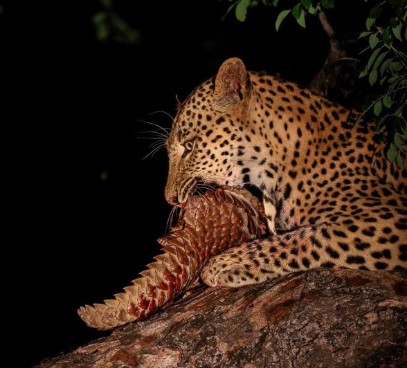 Nkuwa the leopard in a tree with his kill, A Temminck's Pangolin! Nkuwa the leopard in a tree with his kill, A Temminck's Pangolin!