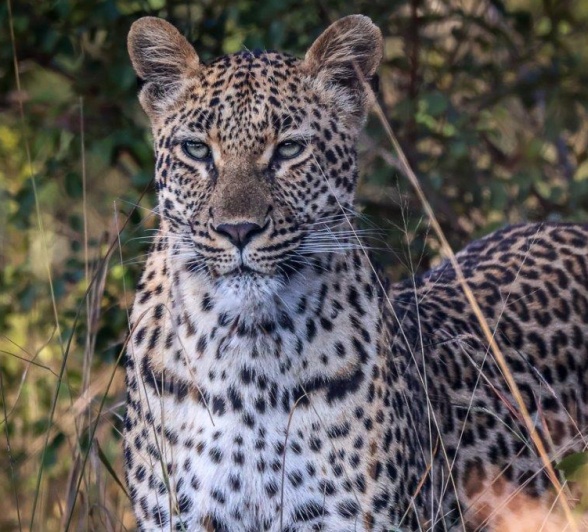 We found Golonyi, a female leopard, very close to where the Styx Pride made their kill a few days ago. We found Golonyi, a female leopard, very close to where the Styx Pride made their kill a few days ago.