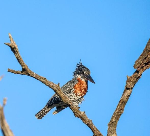 Giant Kingfisher looking for movement in the water Giant Kingfisher looking for movement in the water