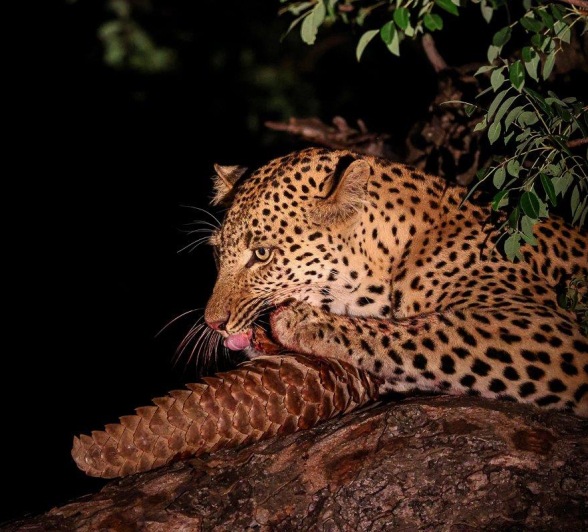 The leopard named Nkuwa sits in the tree with his latest meal, a Temminck's pangolin. The leopard named Nkuwa sits in the tree with his latest meal, a Temminck's pangolin.