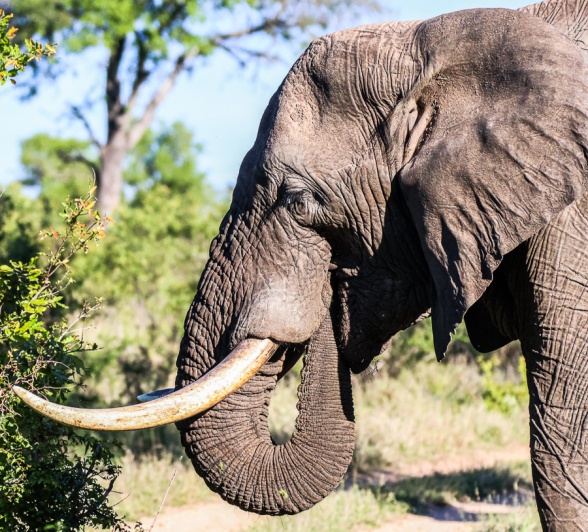 Pharyngeal pouches in elephants