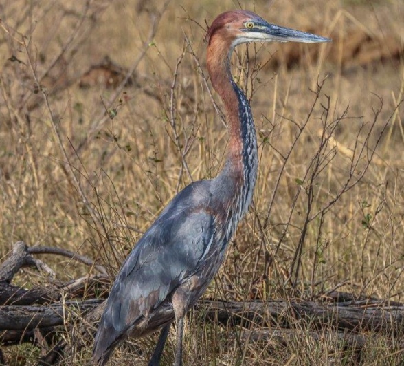 A Goliath Heron standing tall at a waterhole. A Goliath Heron standing tall at a waterhole.