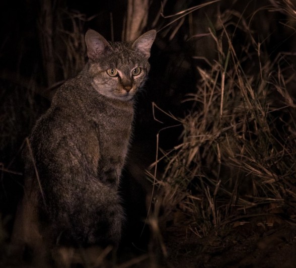 The elusive African Wild cat emerges briefly from the thicket for us to take a rare photograph. The elusive African Wild cat emerges briefly from the thicket for us to take a rare photograph.